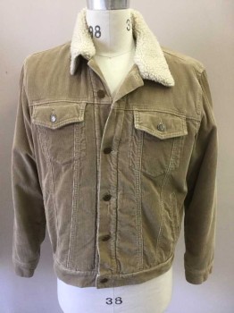 OLD NAVY, Tan Brown, Cream, Cotton, Solid, Tan Corduroy Jacket, 4 Pockets, Button Front, Back Side Tab Button Waist, Cream Fleece Collar Attached