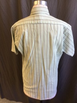 CARNEGIE, Pale Gray-green Polycotton with Tan/Black Vertical Stripe, Btn Down Collar, S/S, 1 Pckt, Multiple