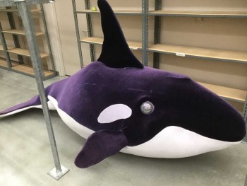 Unisex, Walkabout, MTO, Purple, White, L200FOAM, Polyester, Solid, Ombre, Made To Order, Whale Walkabout, Ombre Purple Panne Velvet and White Panne Velvet, Plastic Bubble Eyes Surrounded with Coiled Rope, Total of  2 Pieces, the Dorsal Fin is Detachable for Travel, From Nose to Tail 11 Feet 2 Inches (134"), From Belly to Top of the Back Without the Fin 3 Feet (36"), From Belly to Top of Fin 5 Feet 3 Inches (63"), From Side to Side at the Widest 4 Feet (48"), No Visibility From Inside the Whale, Weight Approximately 30 Pounds. Please Give Us a Day Before Heads Up So We Can Get the Whale Down for You. No 24 Hour Approval on the Whale.